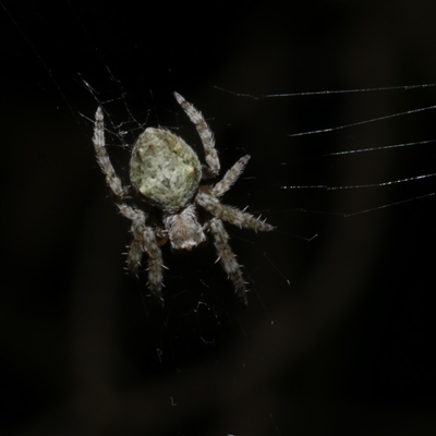 Socca pustulosa at Freshwater Creek, VIC - 27 May 2020 by WendyEM