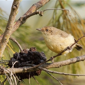 Acanthiza reguloides (Buff-rumped Thornbill) at Theodore, ACT by RomanSoroka