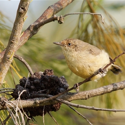 Acanthiza reguloides (Buff-rumped Thornbill) at Theodore, ACT - 23 Feb 2024 by RomanSoroka