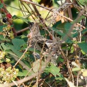 Anthochaera carunculata (Red Wattlebird) at Theodore, ACT by RomanSoroka