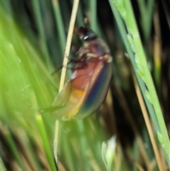 Scitala sericans (Shiny pasture scarab) by clarehoneydove