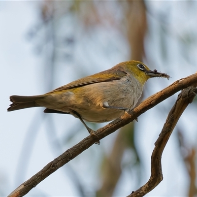 Zosterops lateralis (Silvereye) at Theodore, ACT - 23 Feb 2024 by RomanSoroka