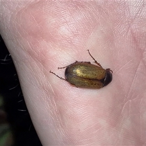 Unidentified Scarab beetle (Scarabaeidae) at Bungendore, NSW by clarehoneydove