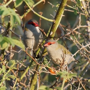 Neochmia temporalis (Red-browed Finch) at Theodore, ACT by RomanSoroka