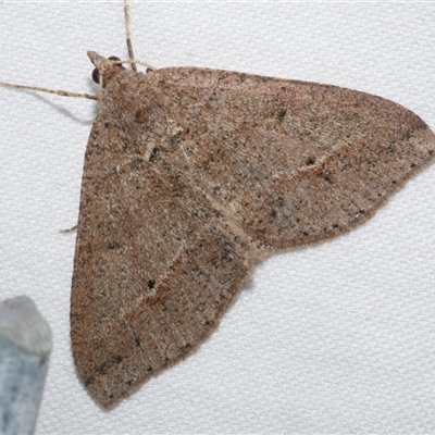 Parosteodes fictiliaria (Dodonaea Moth) at Freshwater Creek, VIC - 26 May 2020 by WendyEM