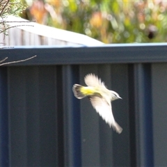 Acanthiza chrysorrhoa (Yellow-rumped Thornbill) at Higgins, ACT - 22 Sep 2014 by Jennybach