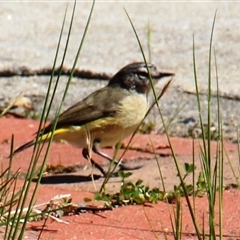 Acanthiza chrysorrhoa at Higgins, ACT - 22 Sep 2014 10:31 AM