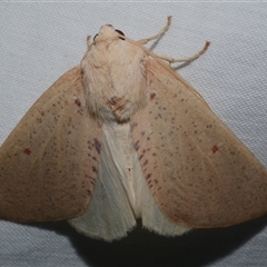 Plesanemma fucata (Lemon Gum Moth) at Freshwater Creek, VIC - 26 May 2020 by WendyEM