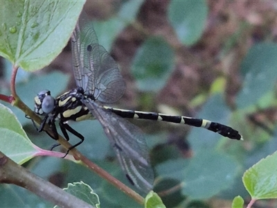 Austroepigomphus praeruptus (Twin-spot Hunter) at Bungendore, NSW - 30 Nov 2024 by clarehoneydove