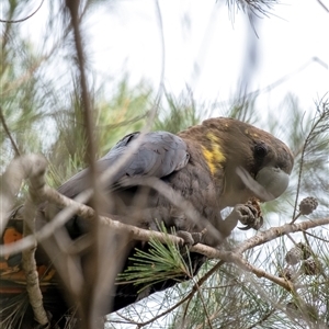 Calyptorhynchus lathami lathami (Glossy Black-Cockatoo) at Penrose, NSW by Aussiegall