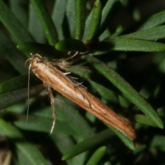 Stathmopoda chalcotypa (Concealer moth) at Freshwater Creek, VIC - 25 May 2020 by WendyEM