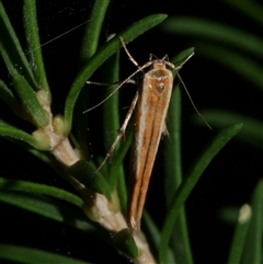 Stathmopoda chalcotypa (Concealer moth) at Freshwater Creek, VIC - 25 May 2020 by WendyEM