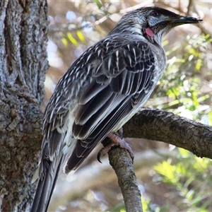 Anthochaera carunculata (Red Wattlebird) at Latham, ACT by Jennybach