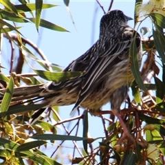 Anthochaera carunculata at Latham, ACT - 22 Sep 2014