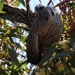 Anthochaera carunculata at Latham, ACT - 22 Sep 2014