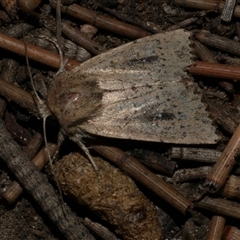 Leucania obumbrata (Lesser Armyworm) at Freshwater Creek, VIC - 26 May 2020 by WendyEM