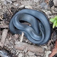 Cryptophis nigrescens at Long Beach, NSW - 30 Nov 2024 by trevorpreston