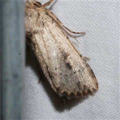 Leucania obumbrata (Lesser Armyworm) at Freshwater Creek, VIC - 26 May 2020 by WendyEM