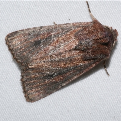 Dasygaster padockina (Tasmanian Cutworm) at Freshwater Creek, VIC - 26 May 2020 by WendyEM