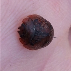 Trachymela rugosa at Bungendore, NSW - suppressed