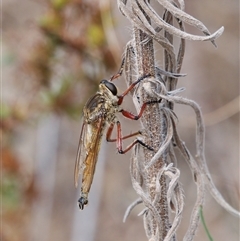 Colepia ingloria (A robber fly) at Strathnairn, ACT - 24 Feb 2024 by RomanSoroka