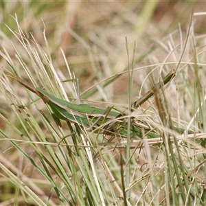 Acrida conica (Giant green slantface) at Strathnairn, ACT by RomanSoroka