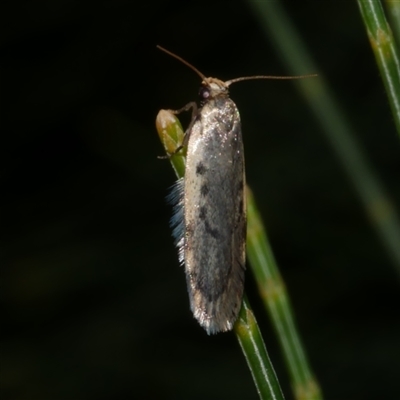 Hoplostega ochroma (a Eulechria Group moth) at Freshwater Creek, VIC - 25 May 2020 by WendyEM