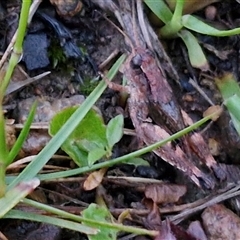 Phaulacridium vittatum (Wingless Grasshopper) at Long Beach, NSW - 30 Nov 2024 by trevorpreston