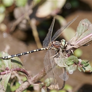 Synthemis eustalacta at Strathnairn, ACT - 24 Feb 2024 01:10 PM