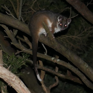 Pseudocheirus peregrinus (Common Ringtail Possum) at Freshwater Creek, VIC by WendyEM