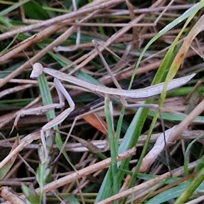 Tenodera australasiae (Purple-winged mantid) at Long Beach, NSW - 30 Nov 2024 by trevorpreston