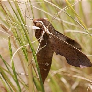 Hippotion scrofa (Coprosma Hawk Moth) at Strathnairn, ACT by RomanSoroka