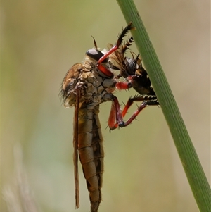 Colepia ingloria at Strathnairn, ACT - 24 Feb 2024