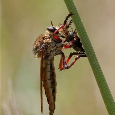 Colepia ingloria (A robber fly) at Strathnairn, ACT - 24 Feb 2024 by RomanSoroka