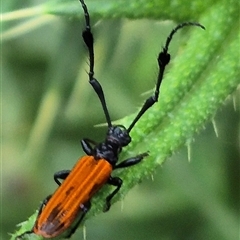 Tropis paradoxa (Longicorn beetle) at Bungendore, NSW - 30 Nov 2024 by clarehoneydove