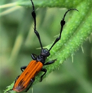 Tropis paradoxa at Bungendore, NSW - suppressed