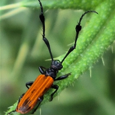 Tropis paradoxa (Longicorn beetle) at Bungendore, NSW - 30 Nov 2024 by clarehoneydove