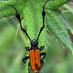 Tropis paradoxa at Bungendore, NSW - suppressed