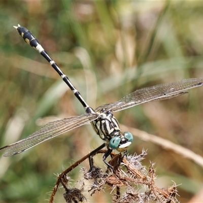 Austrogomphus cornutus (Unicorn Hunter) at Strathnairn, ACT - 24 Feb 2024 by RomanSoroka