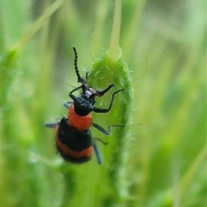 Dicranolaius bellulus at Bungendore, NSW - suppressed