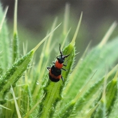 Dicranolaius bellulus at Bungendore, NSW - suppressed