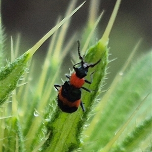 Dicranolaius bellulus at Bungendore, NSW - 30 Nov 2024