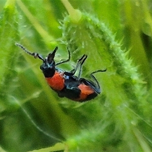 Dicranolaius bellulus at Bungendore, NSW - 30 Nov 2024