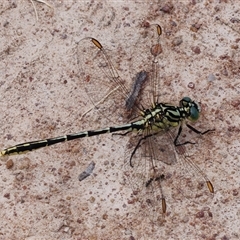 Austrogomphus guerini (Yellow-striped Hunter) at Strathnairn, ACT - 24 Feb 2024 by RomanSoroka