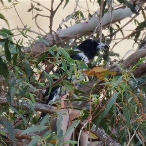 Cracticus nigrogularis at Strathnairn, ACT - 24 Feb 2024