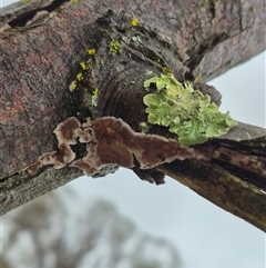 Unidentified Fungus at Bungendore, NSW - 30 Nov 2024 by clarehoneydove