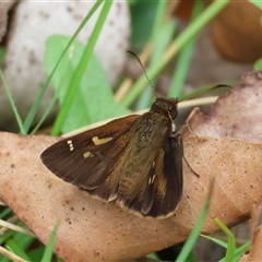 Toxidia doubledayi (Lilac Grass-skipper) at Mongarlowe, NSW - 28 Nov 2024 by LisaH