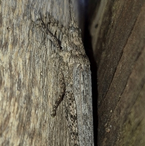 Coryphistes ruricola at Bungendore, NSW - suppressed