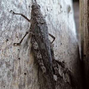 Coryphistes ruricola at Bungendore, NSW - suppressed