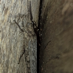 Coryphistes ruricola at Bungendore, NSW - suppressed